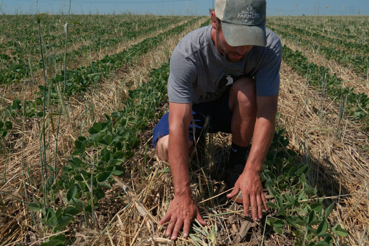 In-Row Roller Crimping Cereal Rye for Earlier Soybean Planting - Practical Cover Croppers