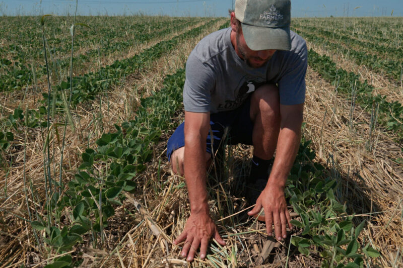 In-Row Roller Crimping Cereal Rye for Earlier Soybean Planting - Practical Cover Croppers