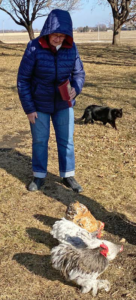 Jean Shey feeding chickens