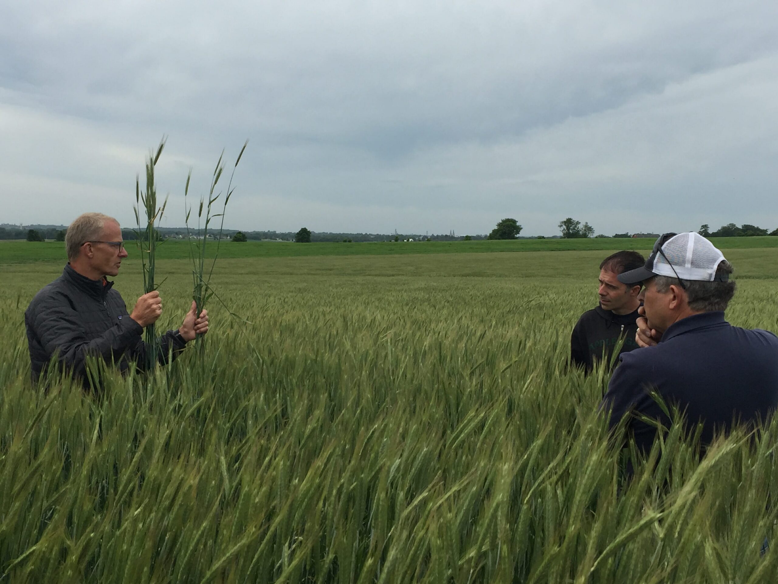 Hybrid Rye field day