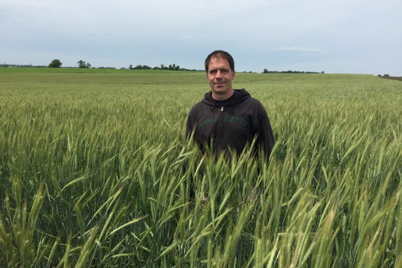 Hybrid Rye: Additional Benefits for Organic Swine Production
