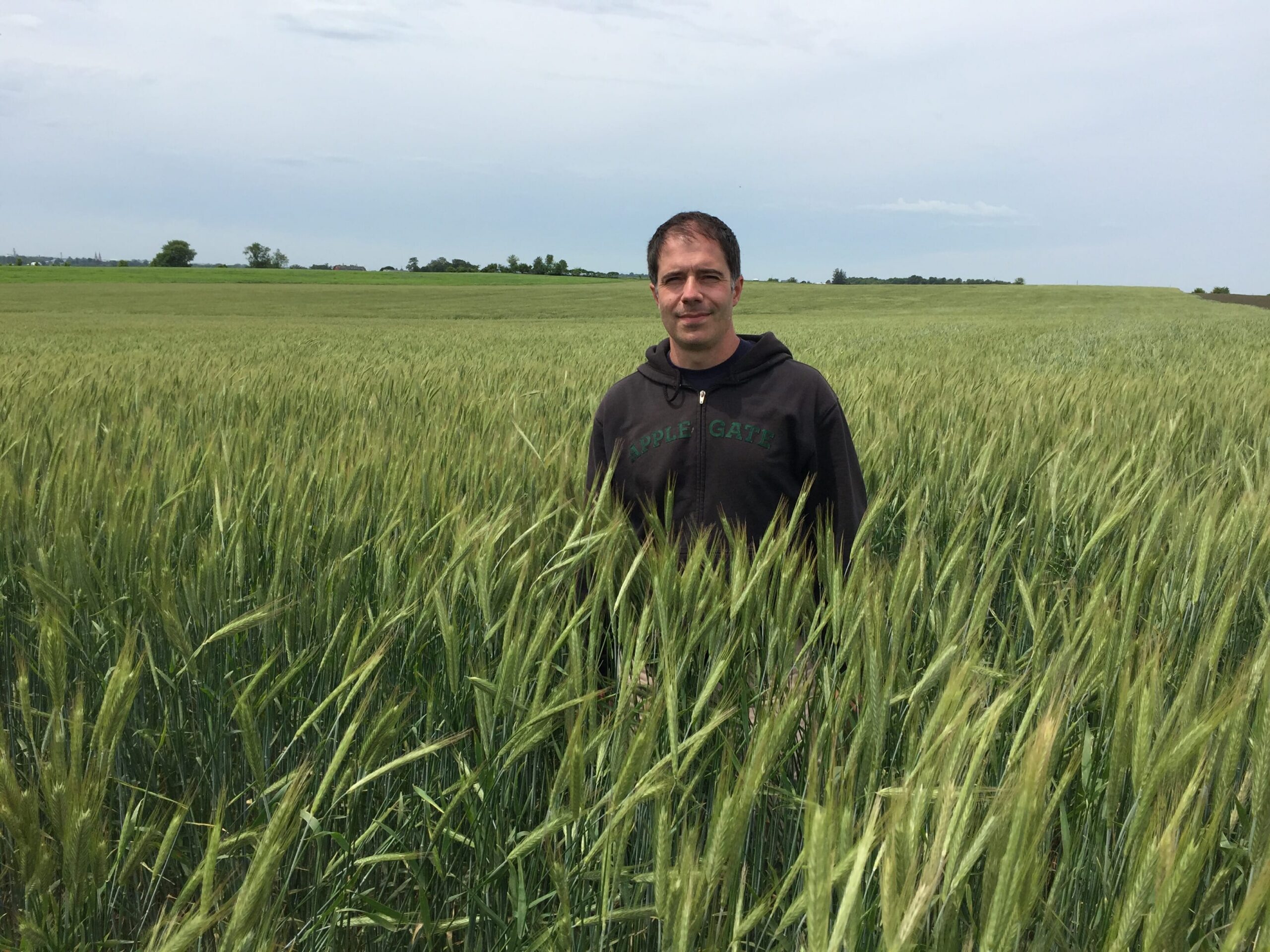 hybrid rye for hog production