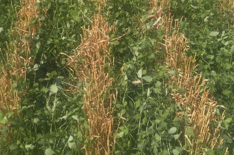 Roger Wenning's Red Clover System
