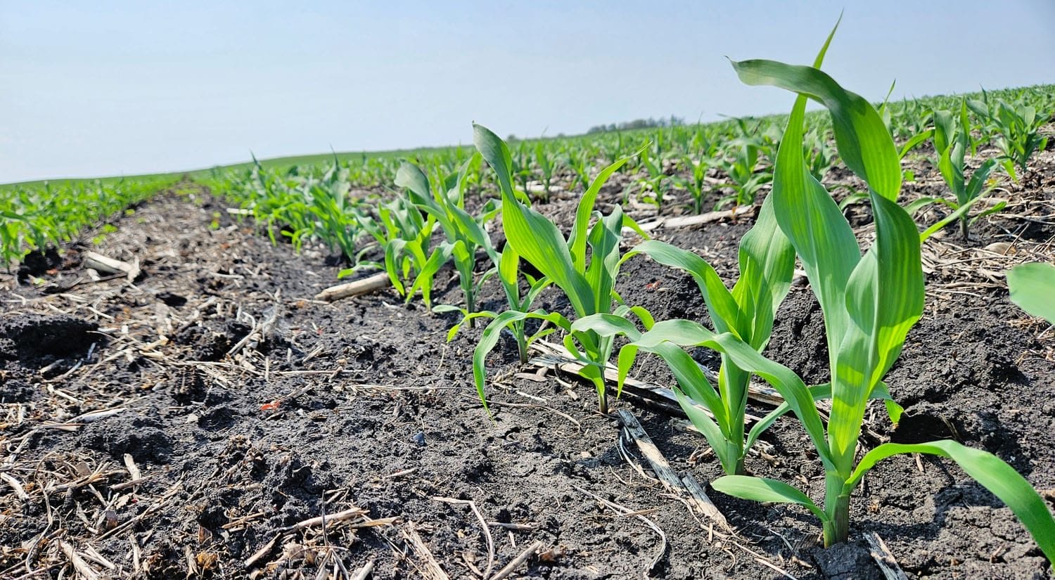 Keaton corn following a triticale and oat cover crop