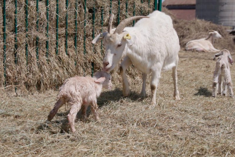 Kidding Season: Low-Maintenance Kidding