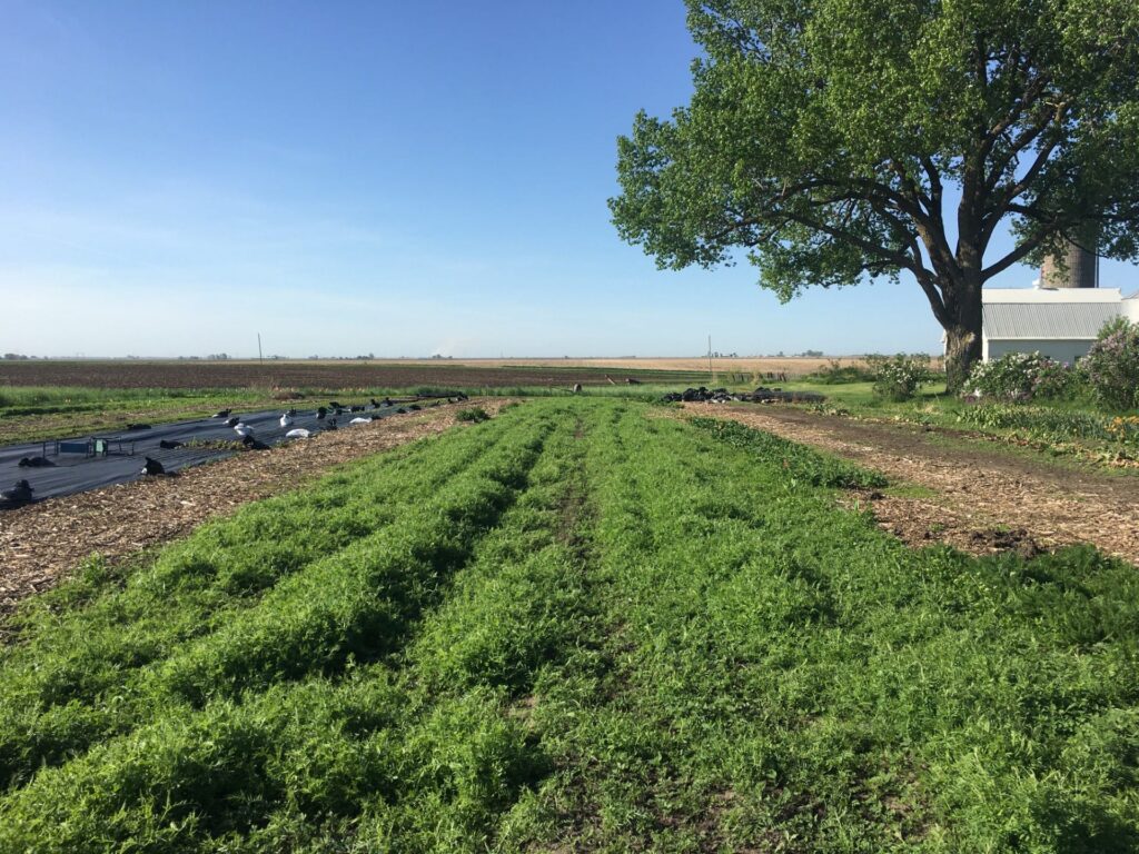 Landscape Photo Hairy Vetch and Phacelia in the field Nunnikhoven