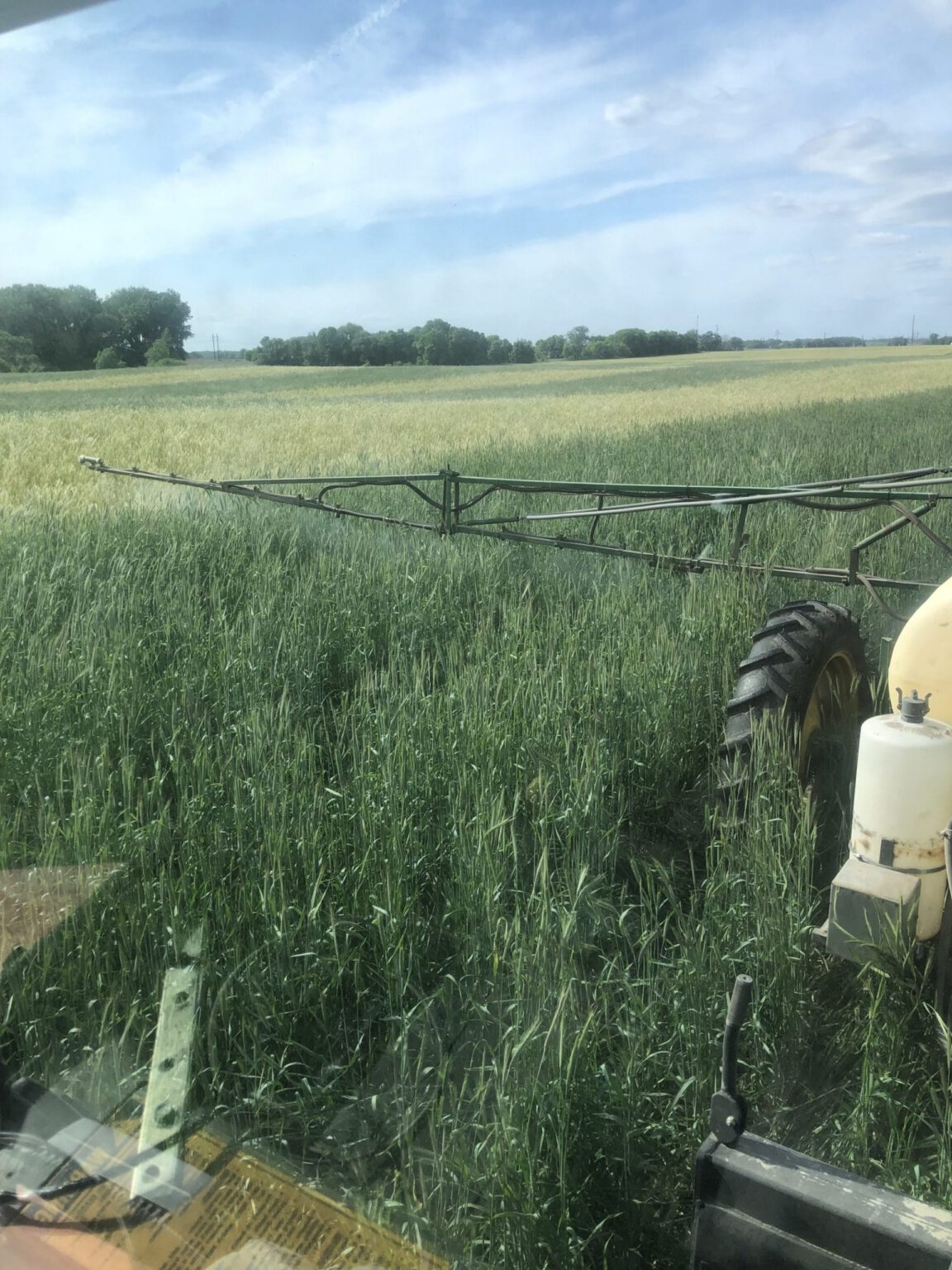 Soybean Maturities in Delayed Termination Rye