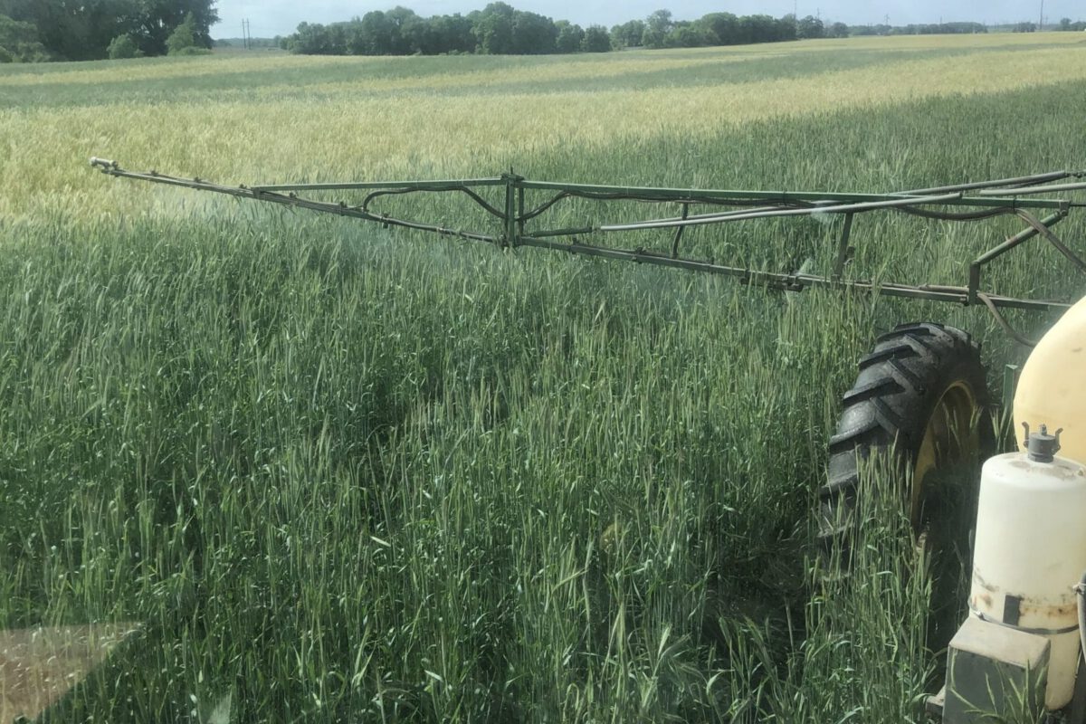 Soybean Maturities in Delayed Termination Rye