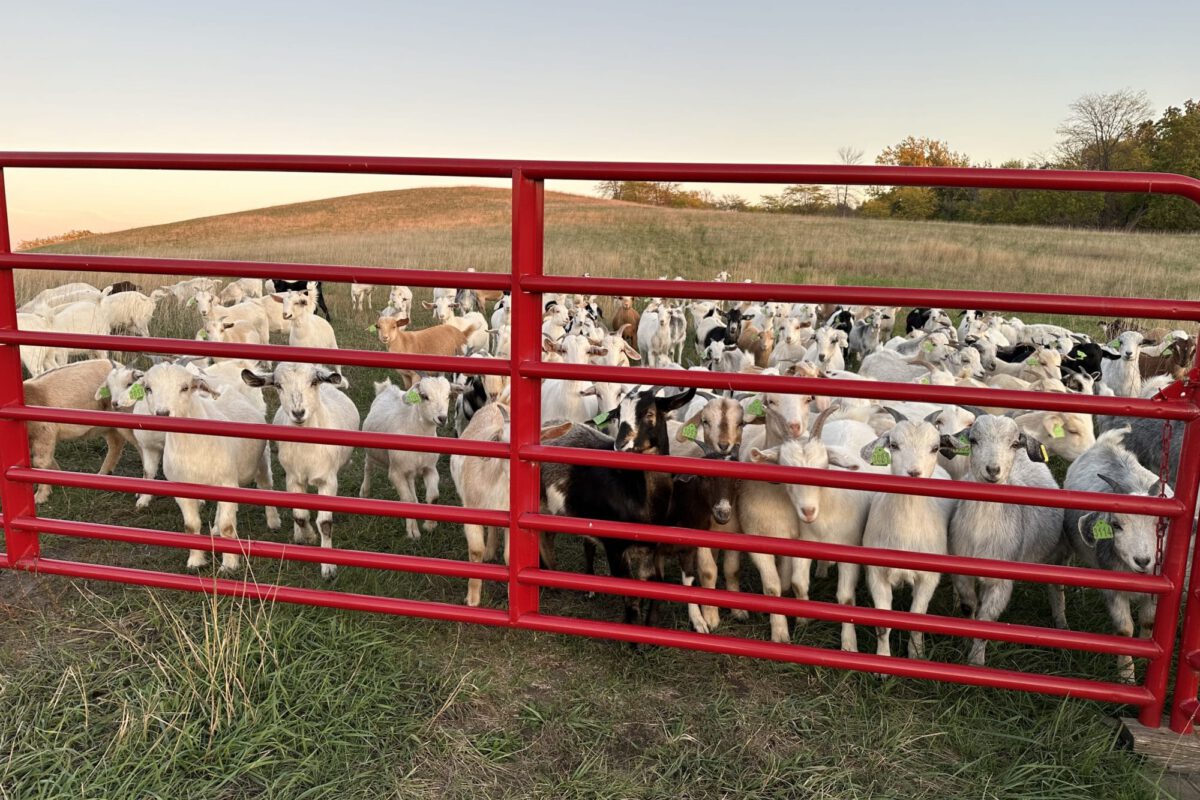 Castration Timing in Goats and Sheep