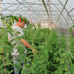 Lee Matteson In Tomato