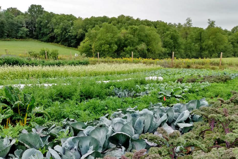 Over the Garden Gate: Tips for Vegetable Production