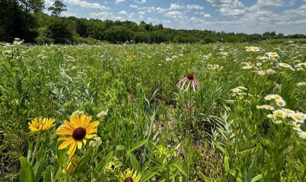 Luke gran blazing star with swallowtail butterfly pollinator photo courtesy Prudenterra