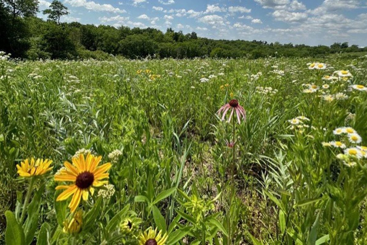 A Prairie's Point of View