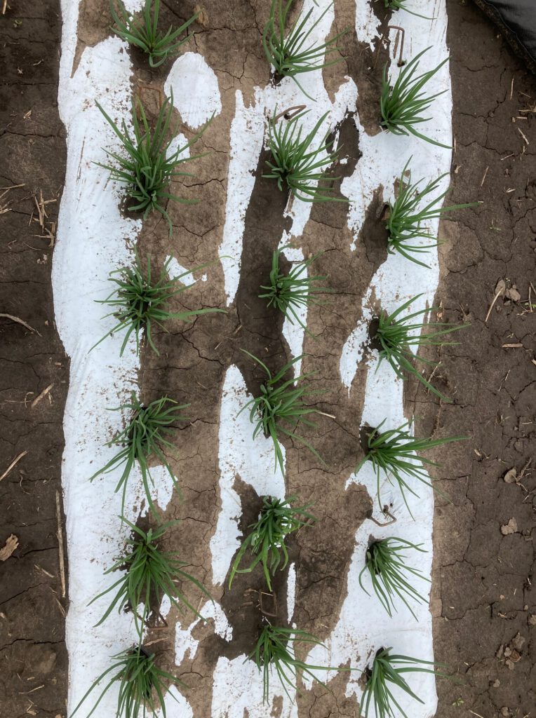 MWF potato Plot 4