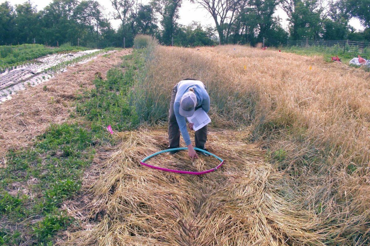 Tarping for No-Till Cover Crop Termination