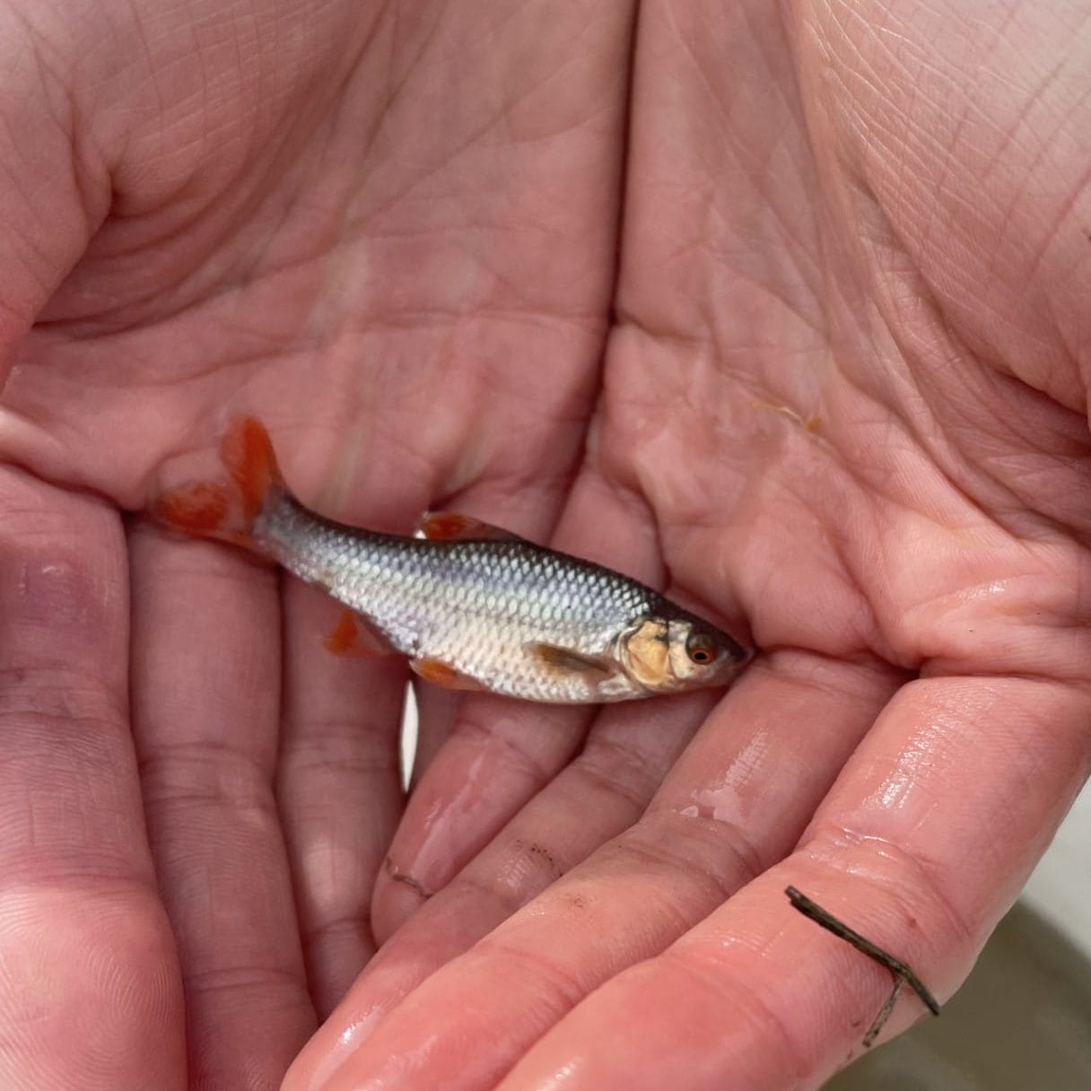 Topeka Shiners Thriving in Restored Oxbow Habitats