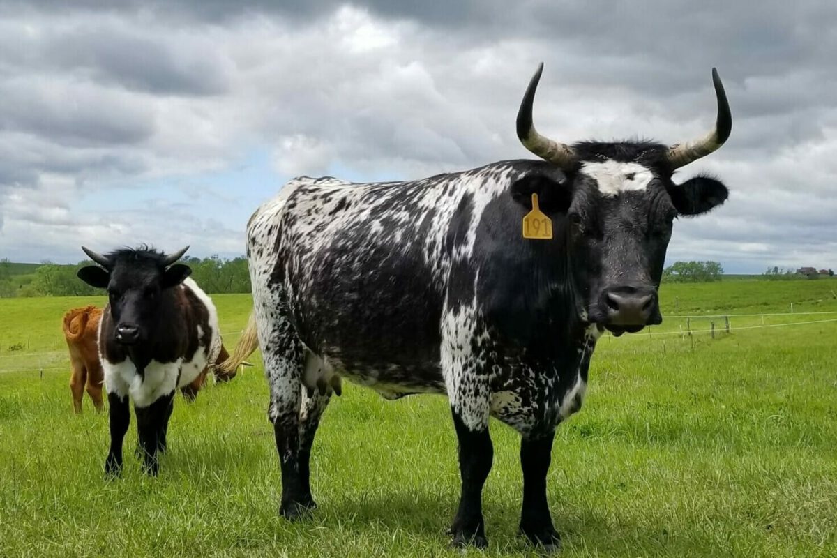 Bringing Meat Closer to Home