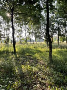 Mark Smith Trees 2