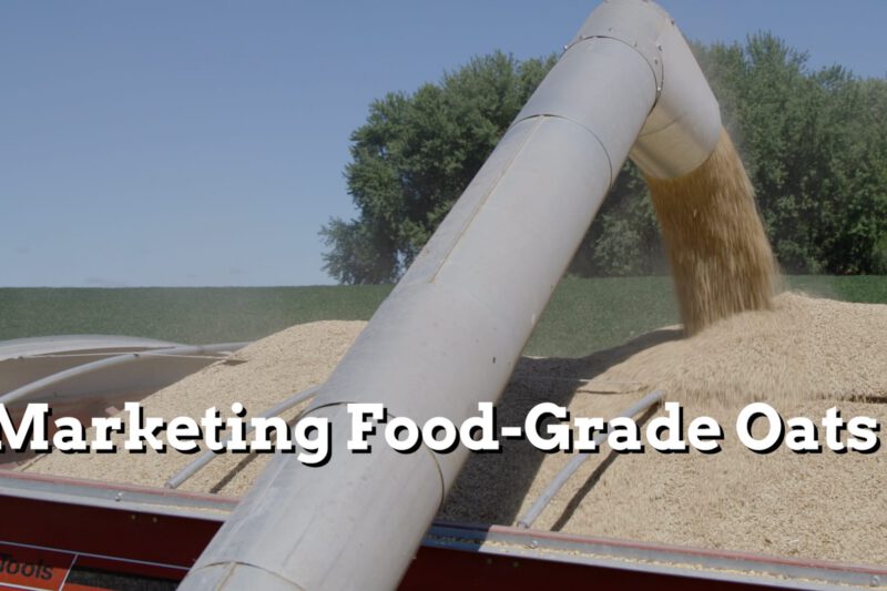 Marketing Food-Grade Oats - Practical Cover Croppers