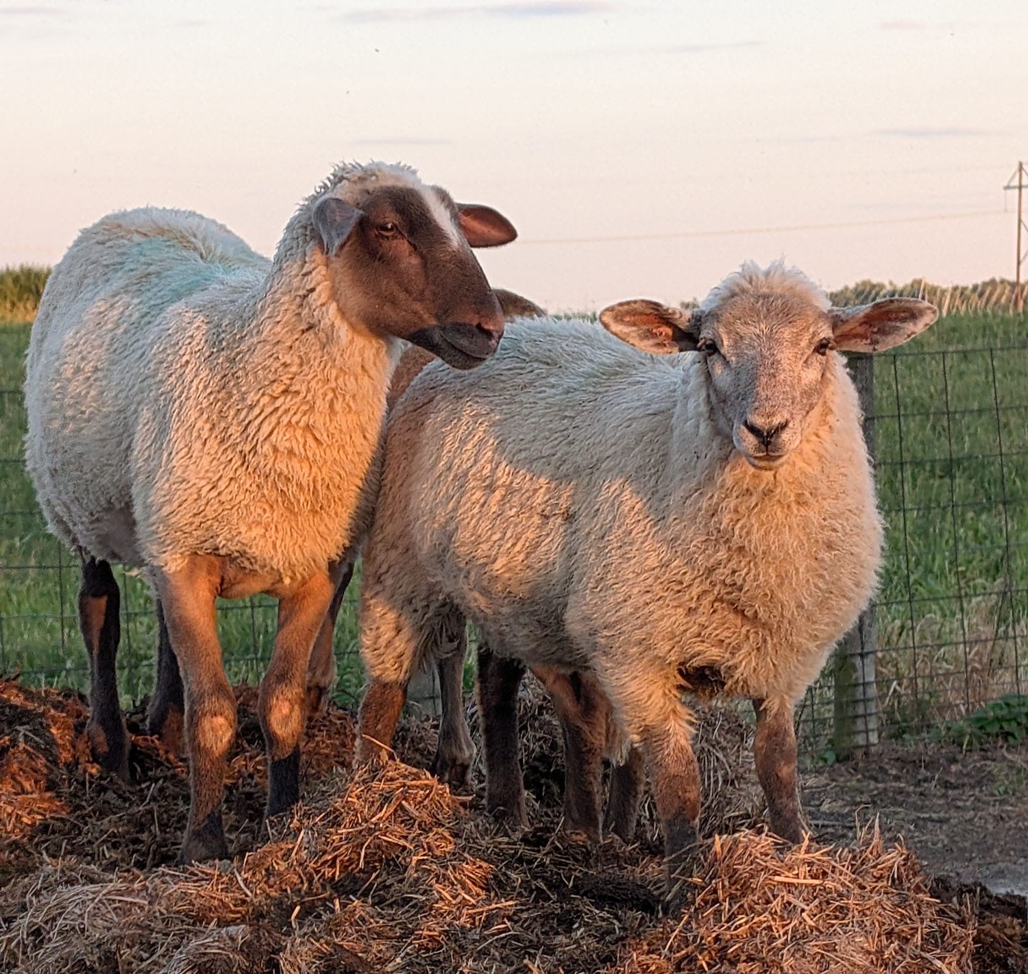 PFI Member Photo Album