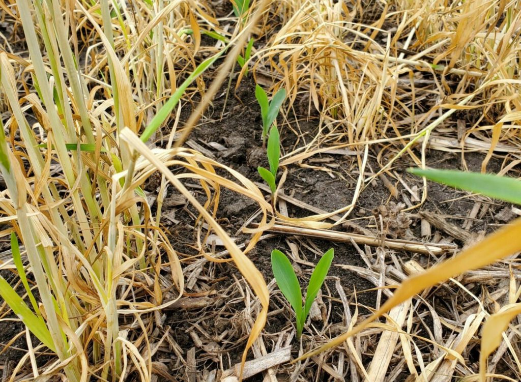 May 18 young plants