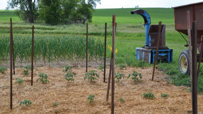 Managing Weeds in Vegetable Production