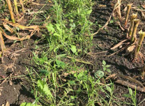 Multispecies of cover crops
