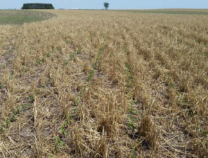 N Fert Strategies Photo 3