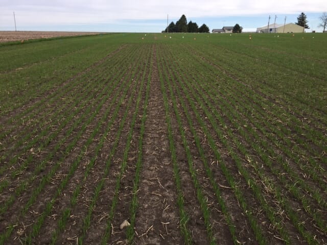 Oats slow to emerge?