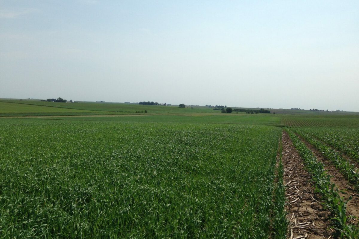 Three Tips for Planting Oats
