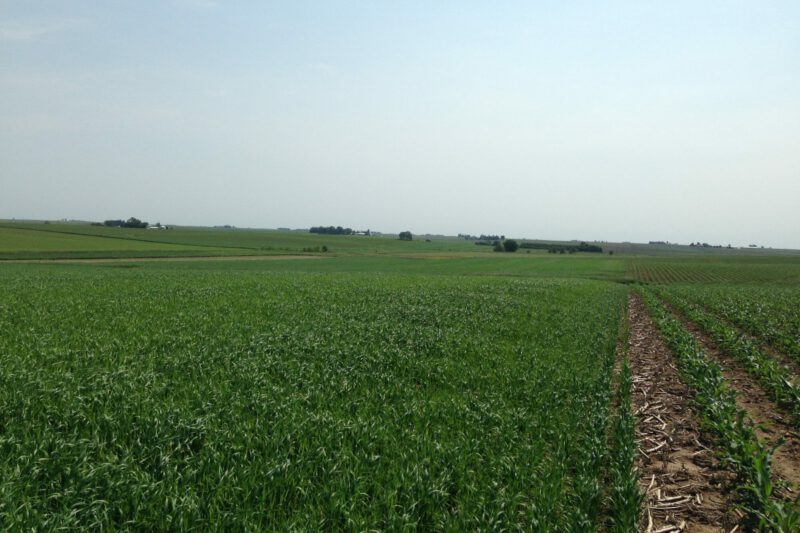 Three Tips for Planting Oats
