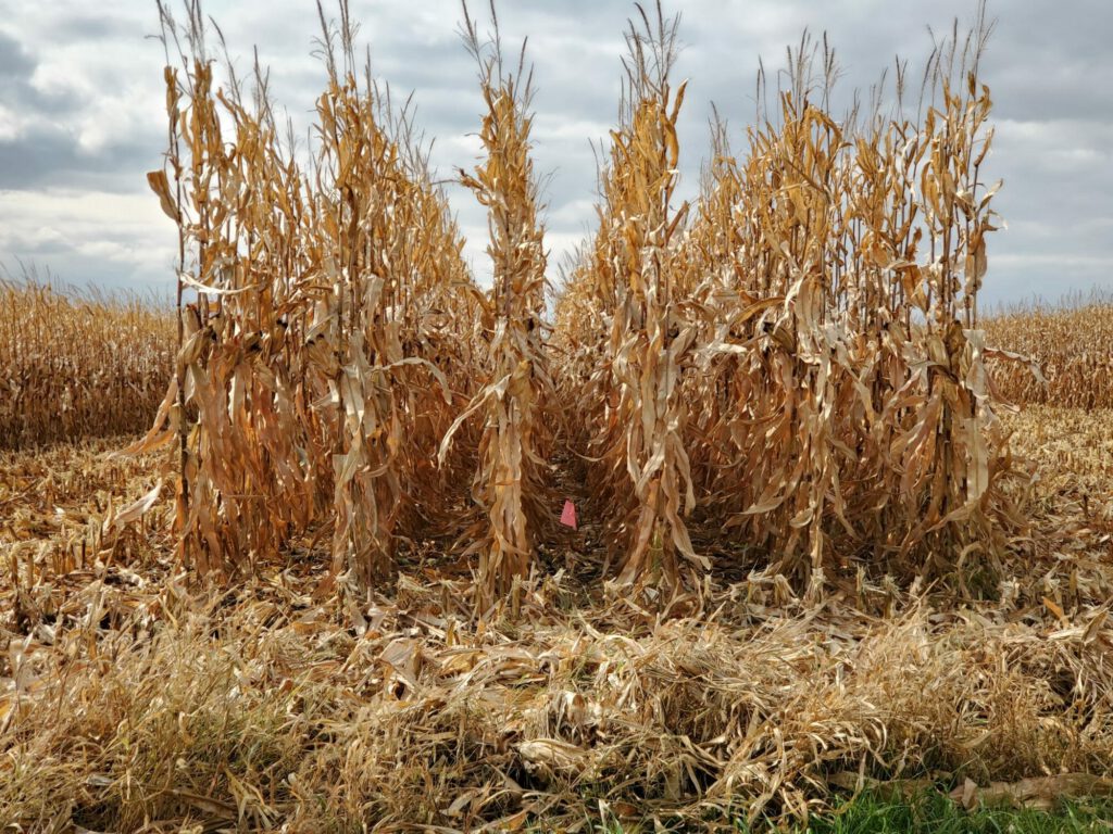 October 13 harvest