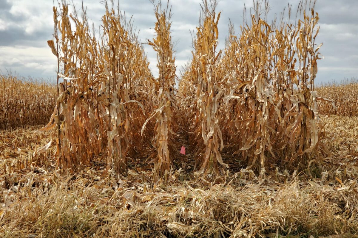 Are Fungicide and Insecticide Seed Treatments Necessary for Corn?