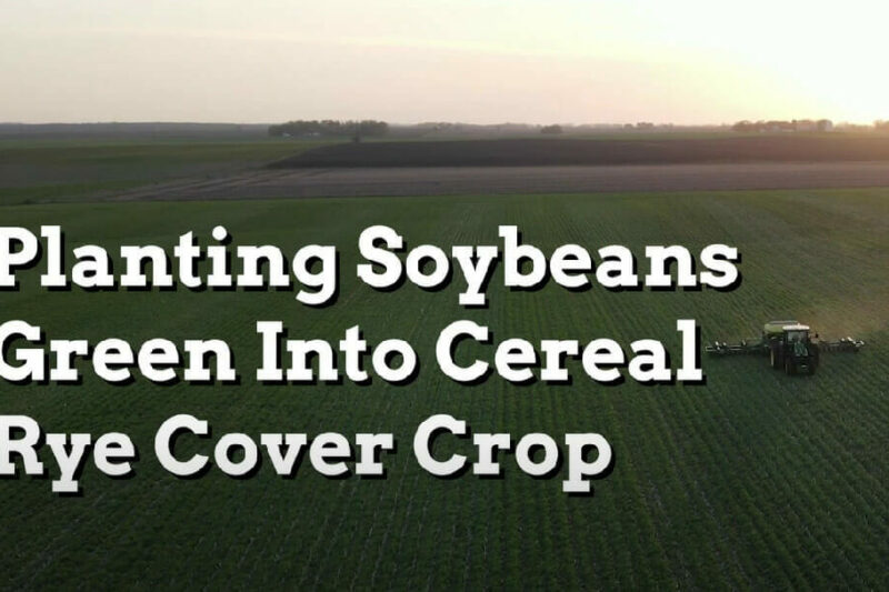 Cereal Rye Cover Crop and Soybeans - Practical Cover Croppers