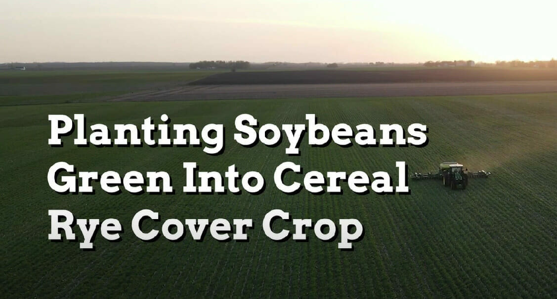 Cereal Rye Cover Crop and Soybeans - Practical Cover Croppers