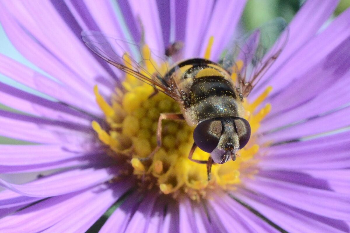 Urban farmers can apply for cost-share to boost beneficial insects on their farms