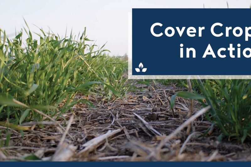 Cover Crops in Action: Soil Moisture Control, Consistent Yields and Fewer Weeds