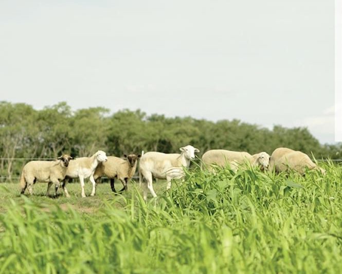 Getting Started With Grazing on a Diversified Vegetable Farm - Practical Cover Croppers