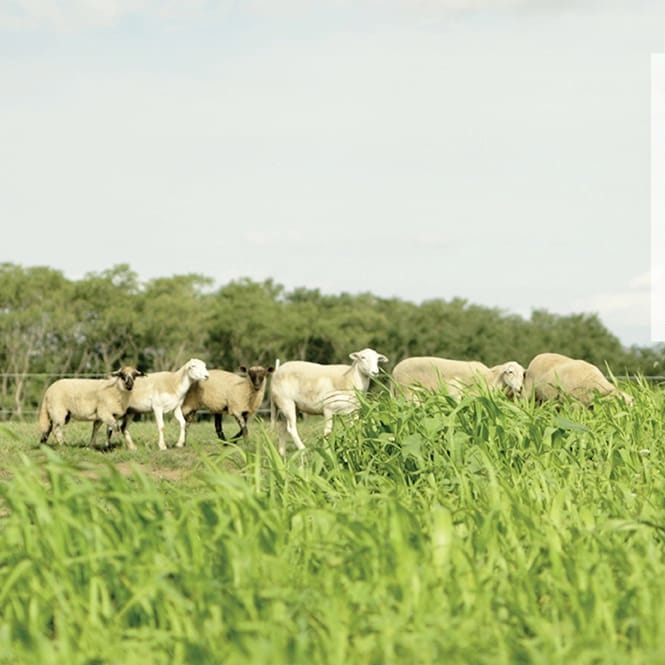 Getting Started With Grazing on a Diversified Vegetable Farm - Practical Cover Croppers