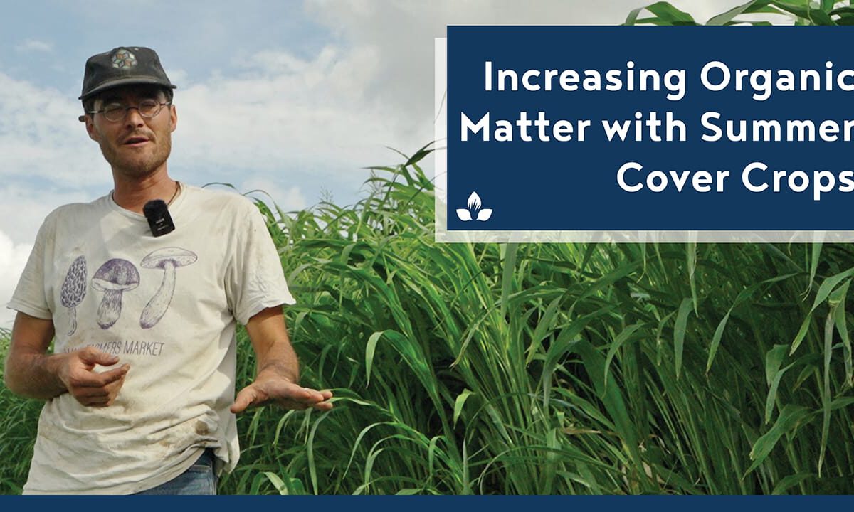 Increasing Organic Matter With Summer Cover Crops - Practical Cover Croppers