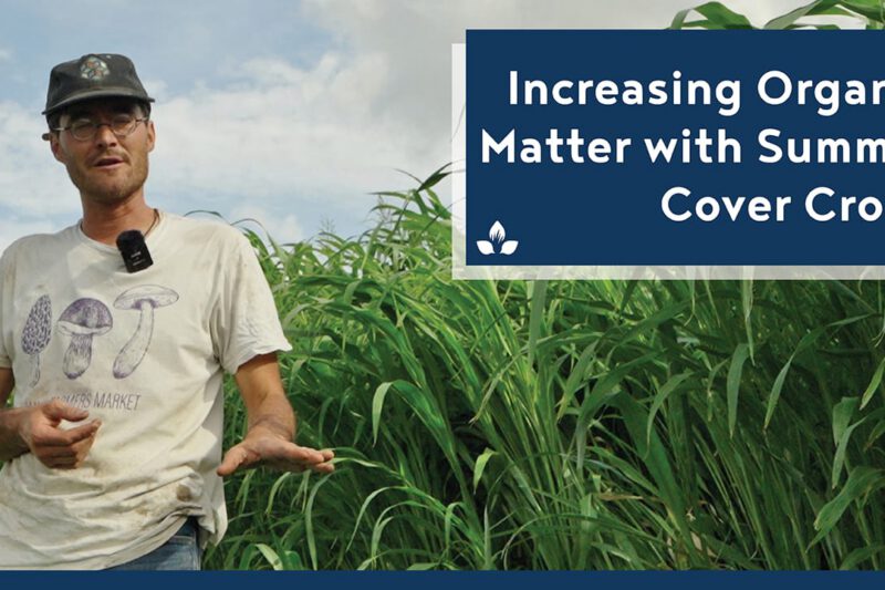 Increasing Organic Matter With Summer Cover Crops - Practical Cover Croppers