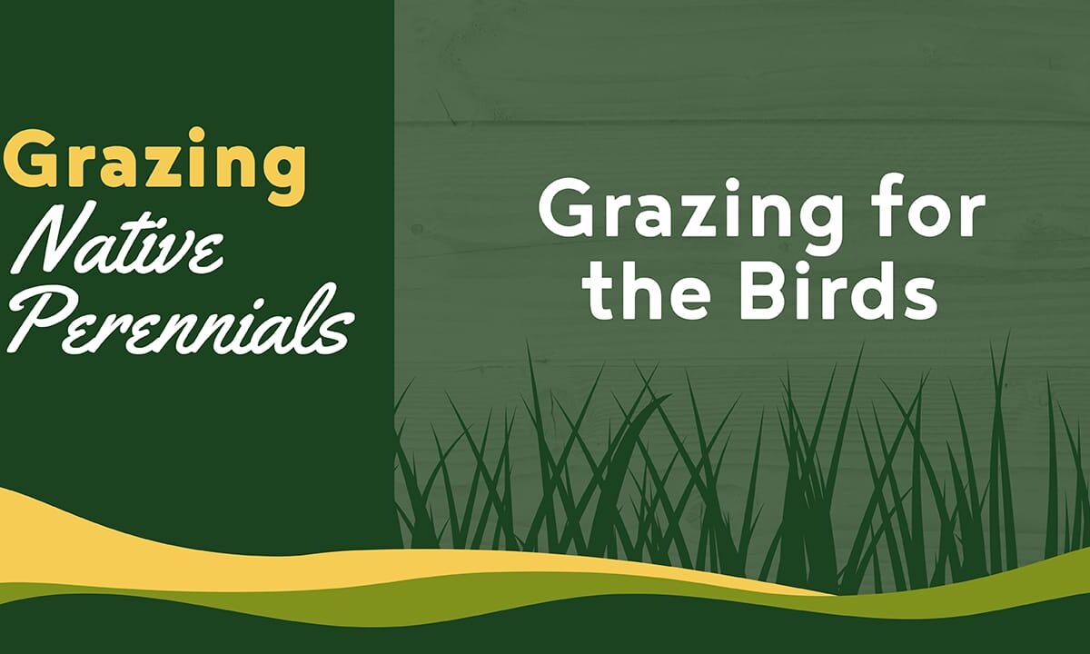 Grazing for the Birds - Grazing Native Perennials