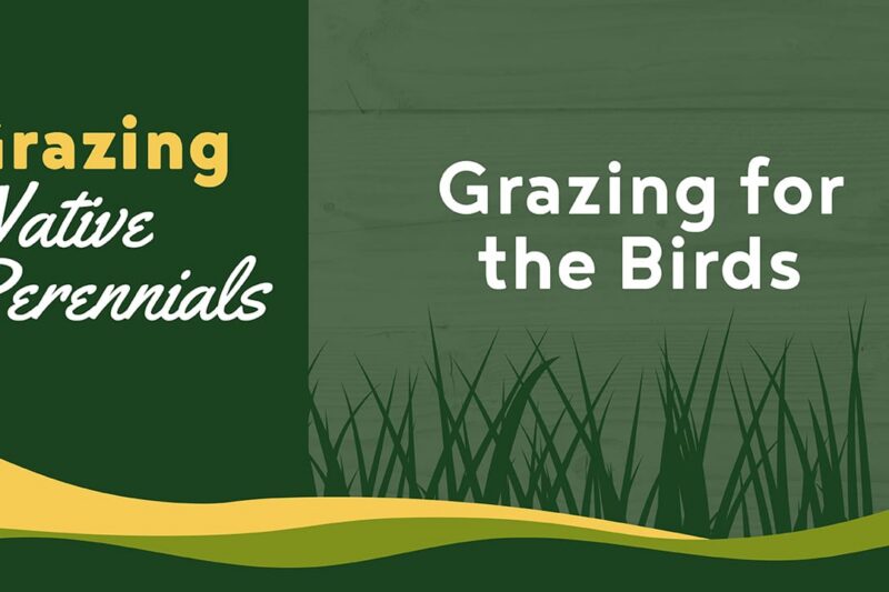 Grazing for the Birds - Grazing Native Perennials