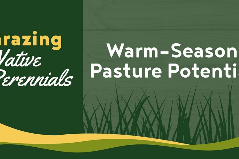 Warm-Season Pasture Potential - Grazing Native Perennials