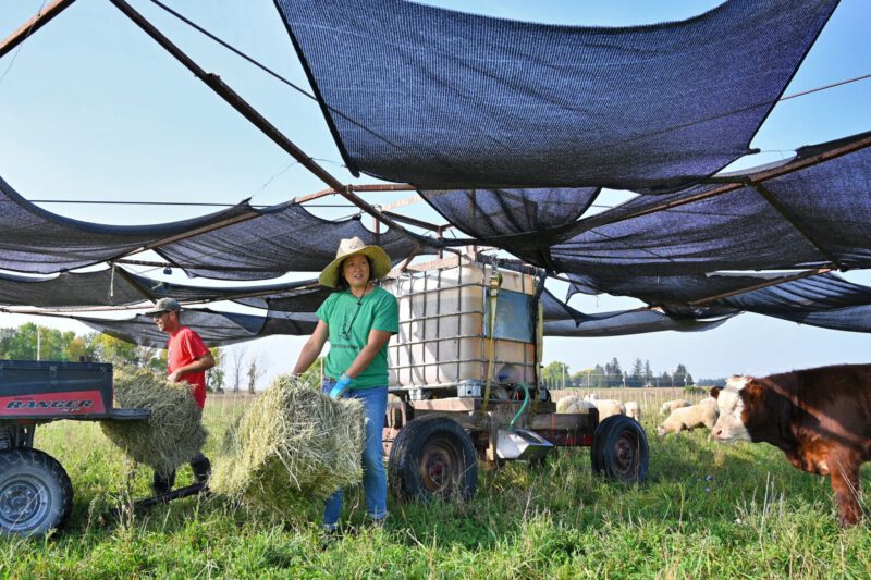 Beginning farmers can gain experience through Labor4Learning program