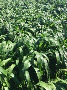 Pearl Millet
