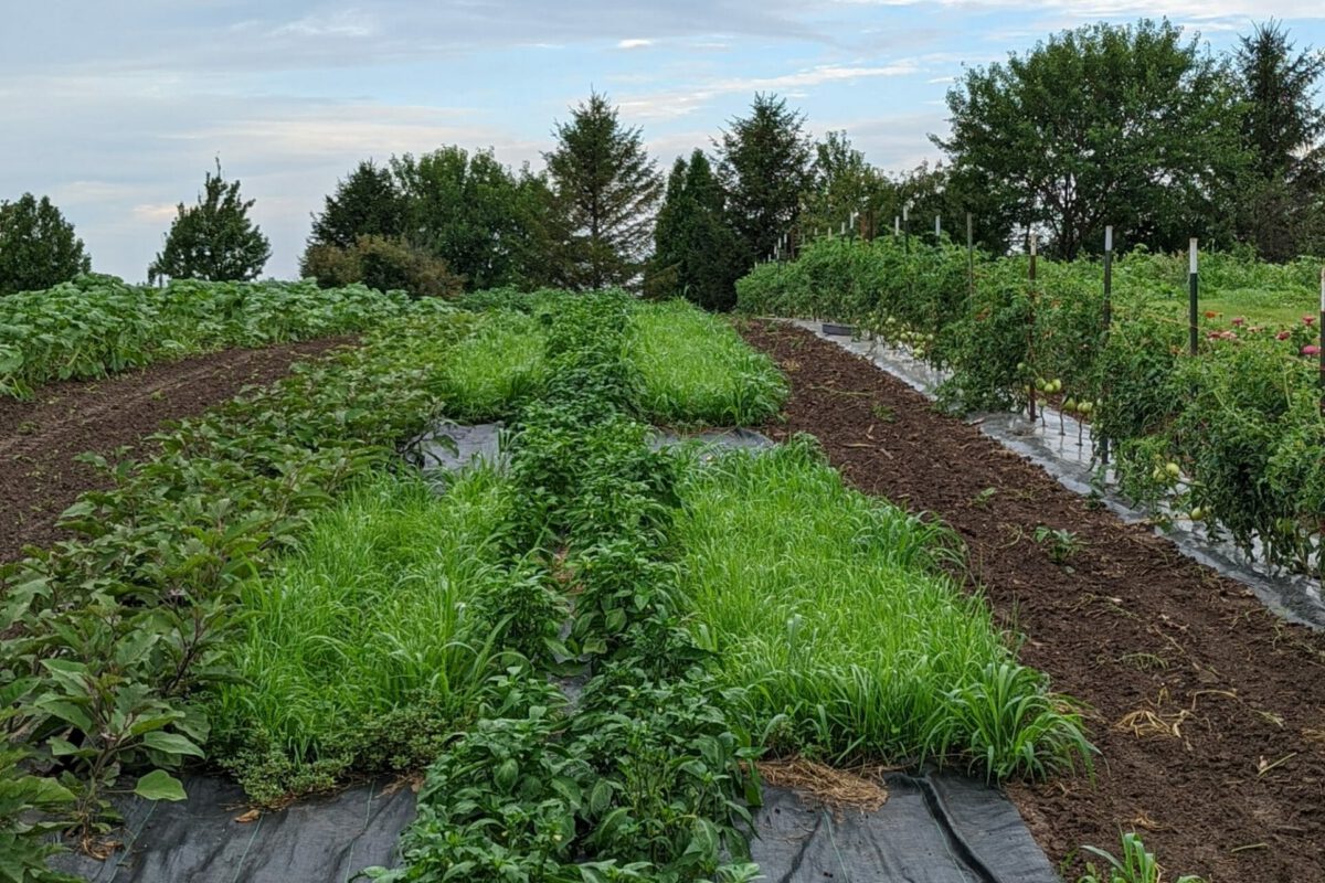 Living Mulch for Pathway Weed Management in Bell Peppers