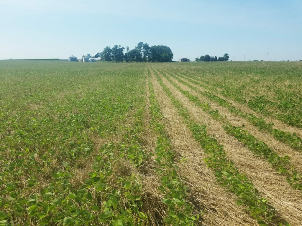 row width of soybeans cover crop termination research