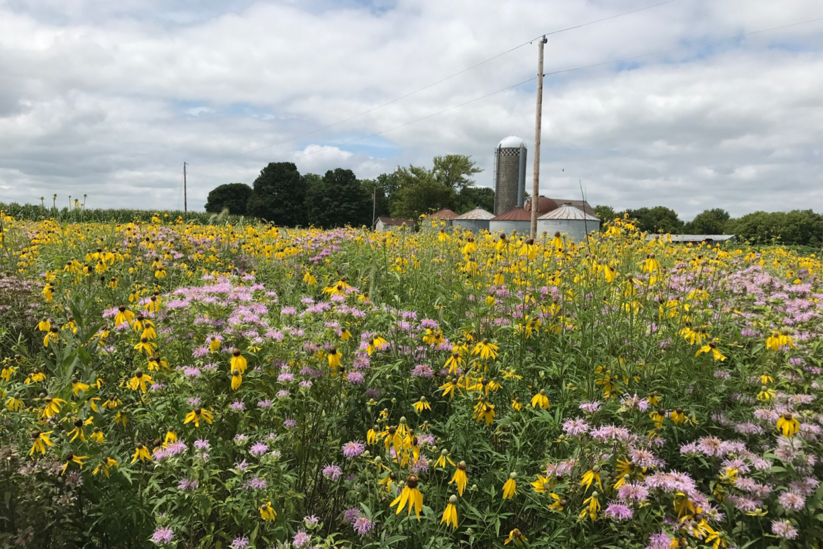 One Farmer's Journey to Increase Monarchs and Pollinators on Farmland