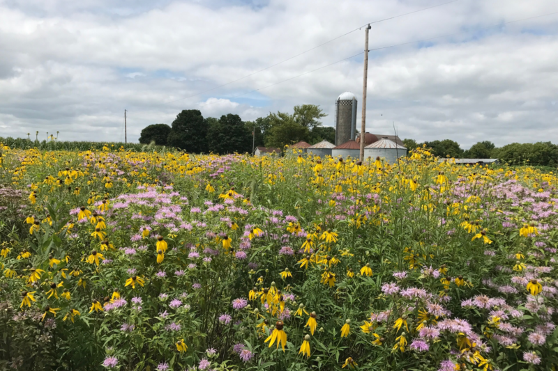 One Farmer's Journey to Increase Monarchs and Pollinators on Farmland